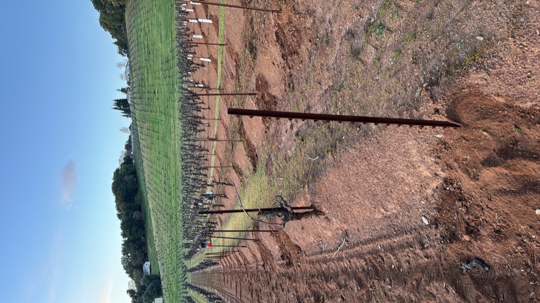 Vineyard rows under a clear blue sky