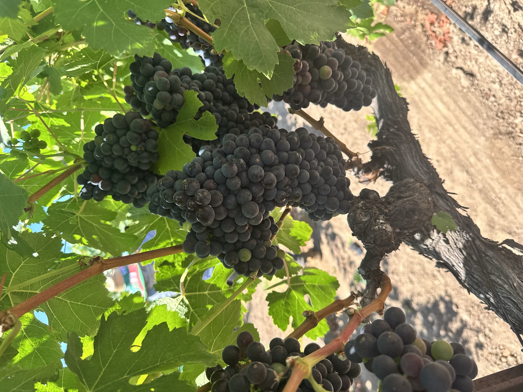 A ripe cluster of wine grapes on the vine