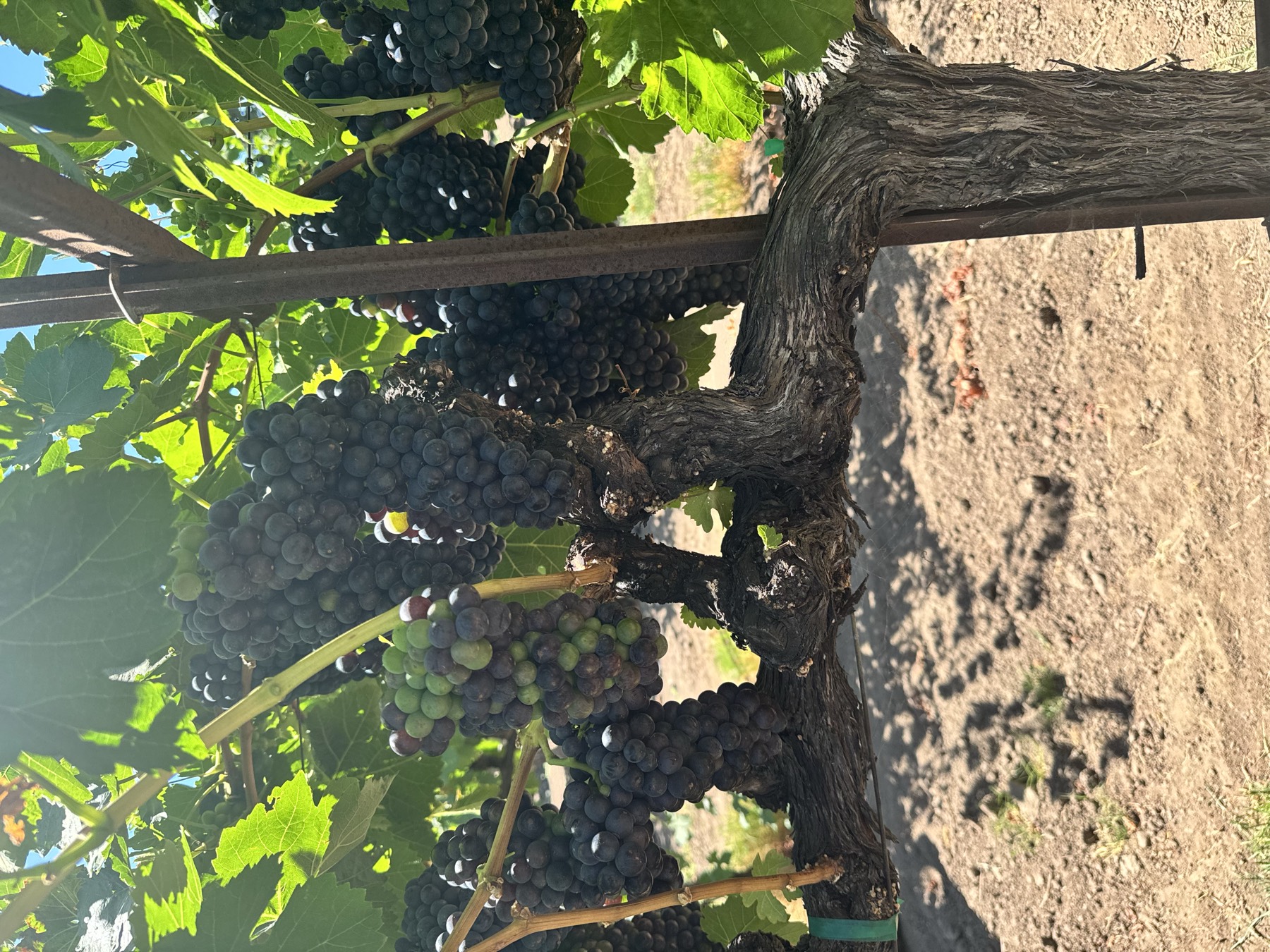 An old head-trained vine heavy with fruit