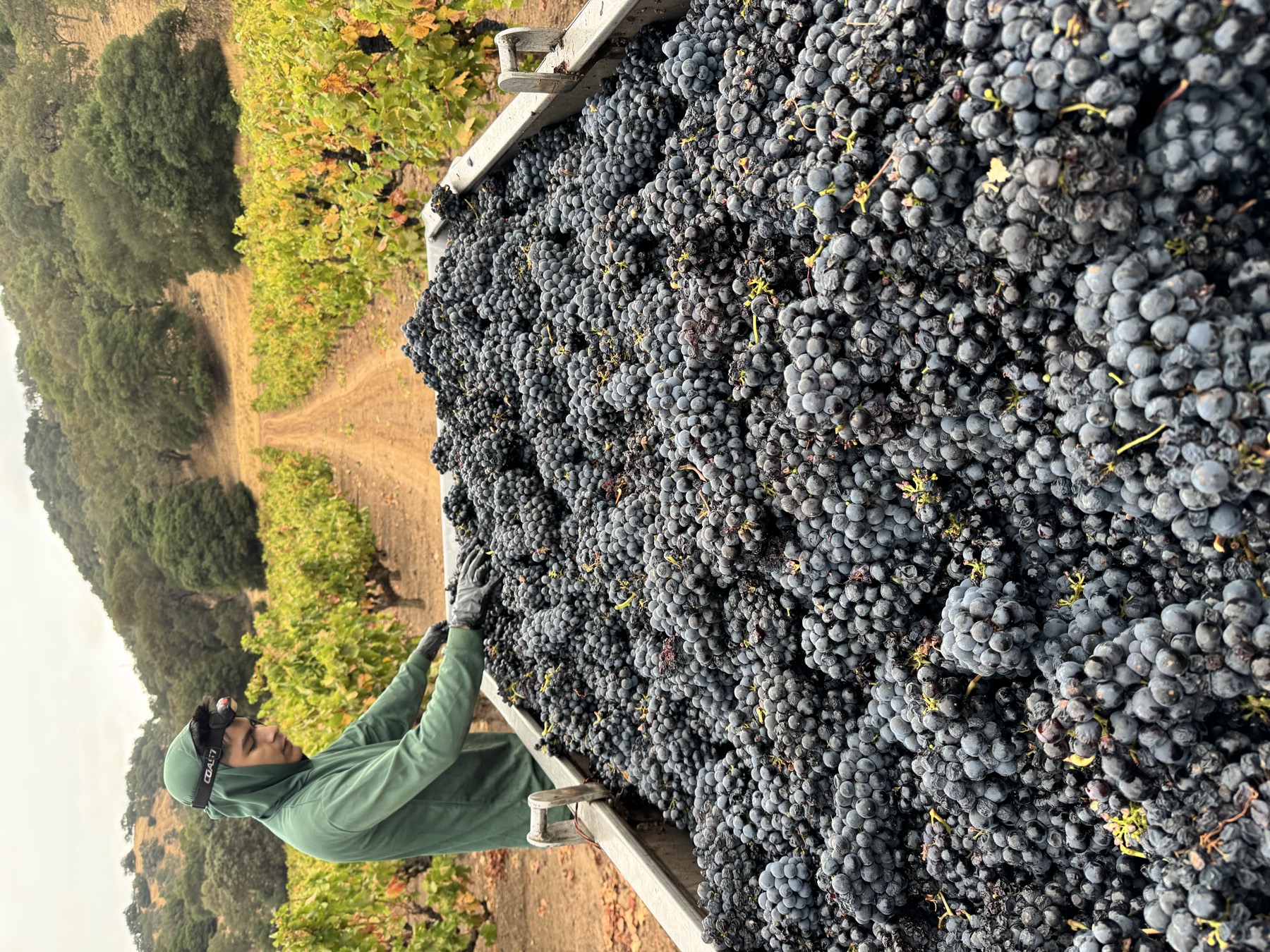 A bin brimming with freshly harvested grapes
