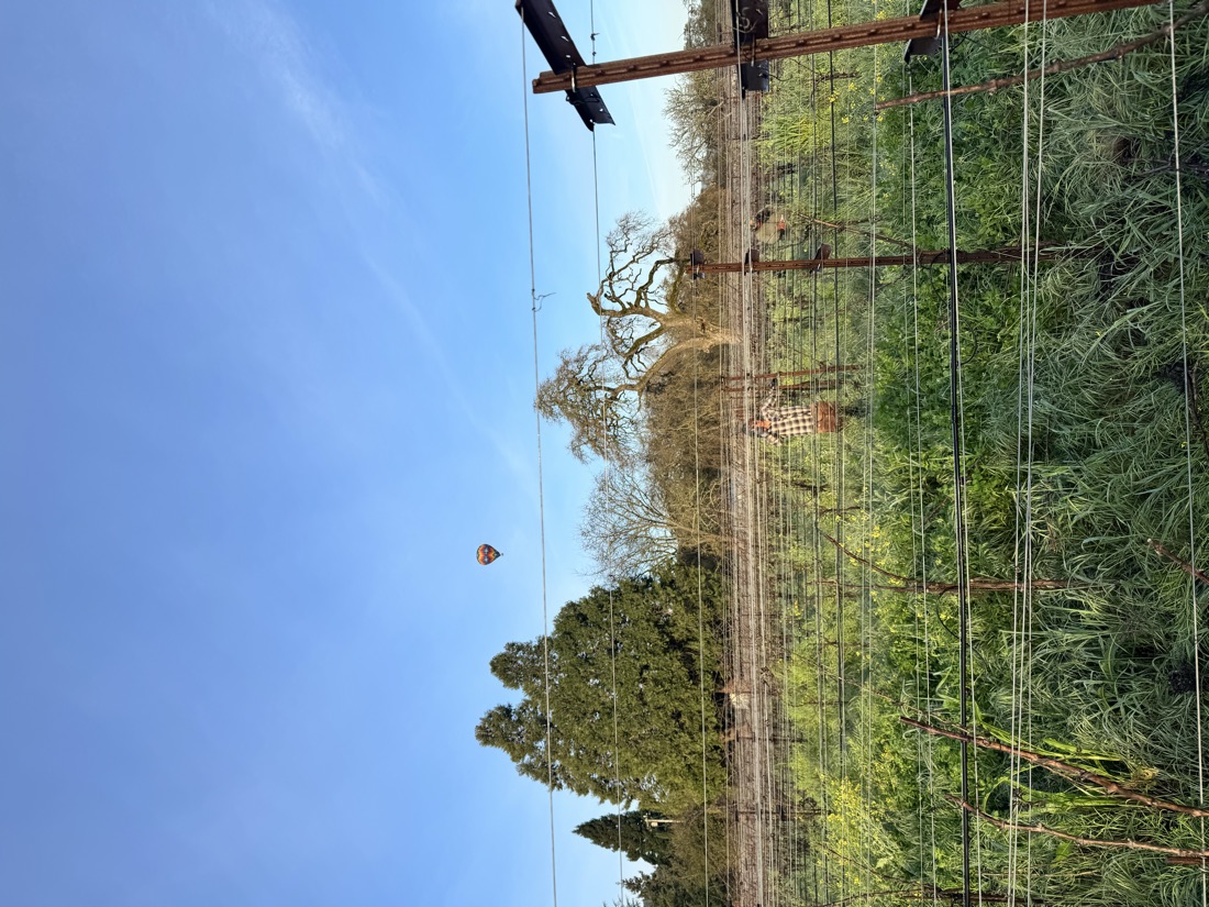 A hot-air balloon drifting over a Napa Valley vineyard