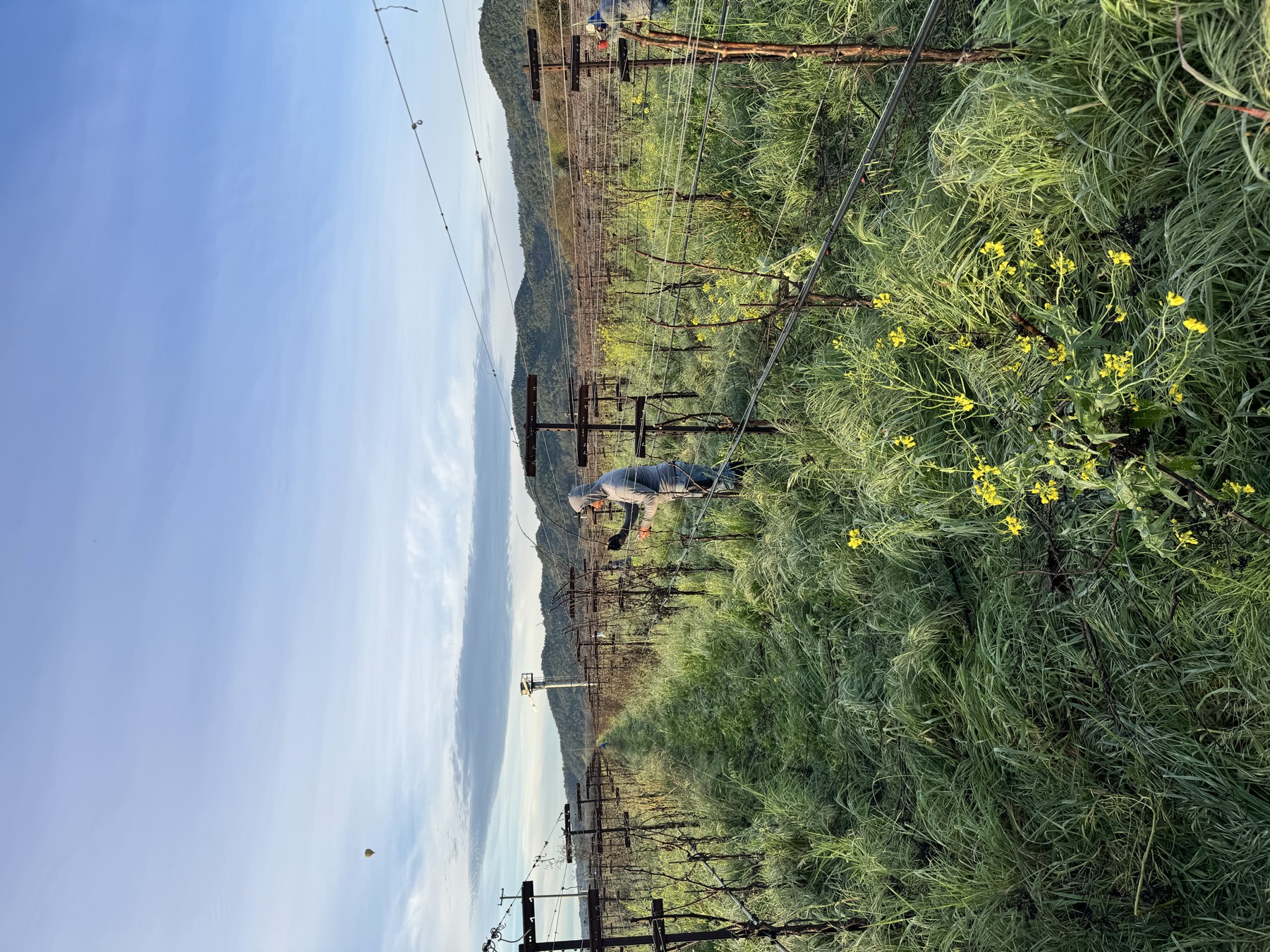 A worker walking cover-cropped vineyard rows with mountains behind