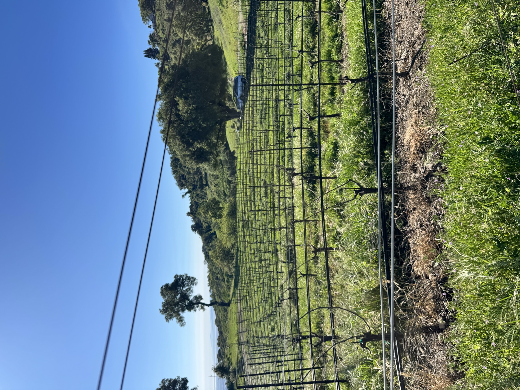 Green vineyard rows on a Napa hillside