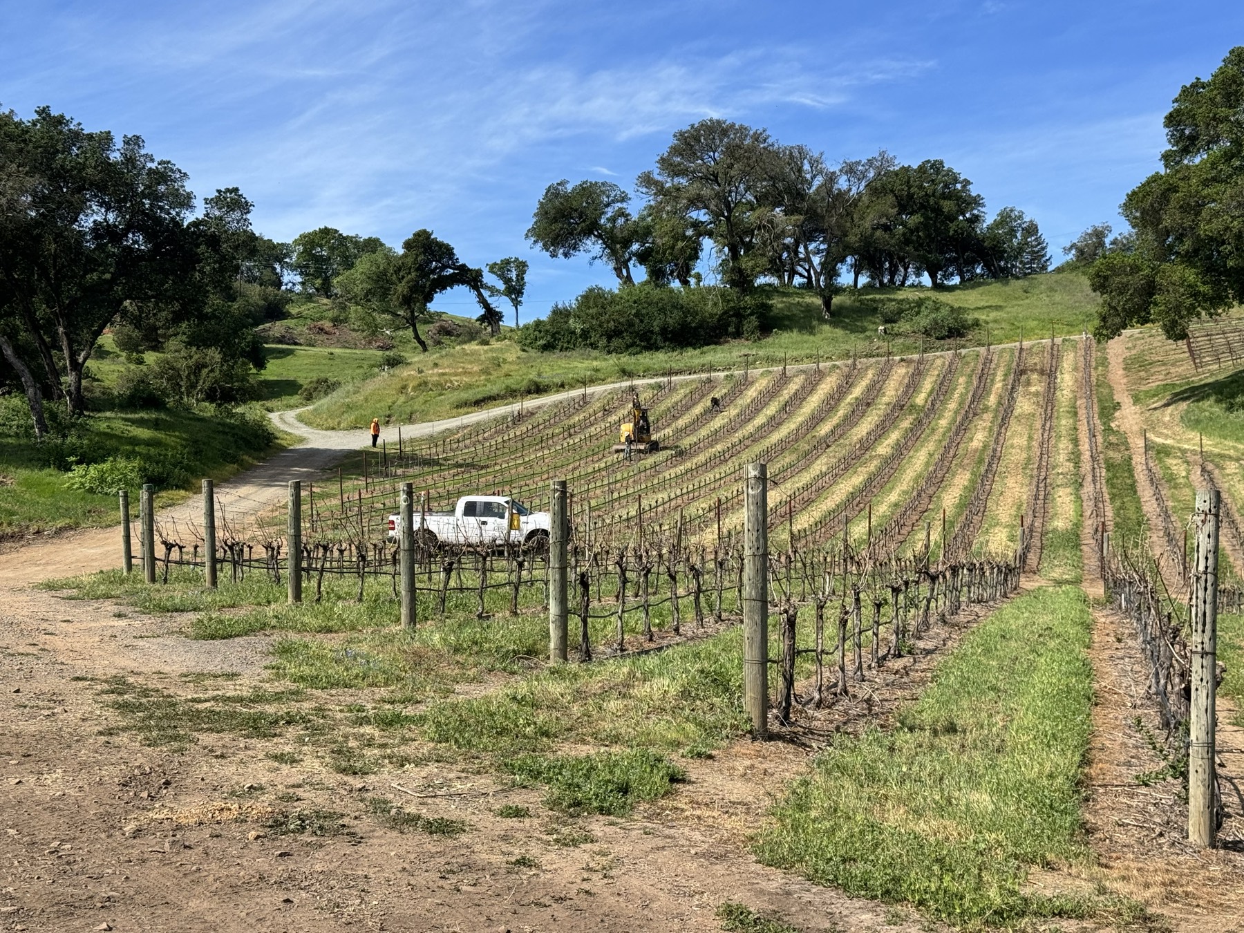 A vineyard framed by California oaks