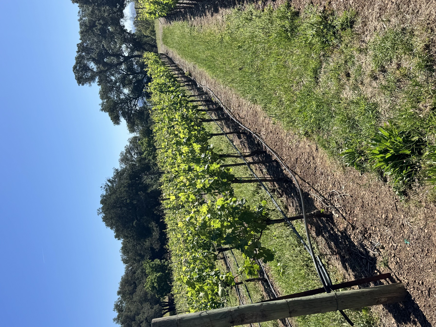 A young, newly established vineyard block