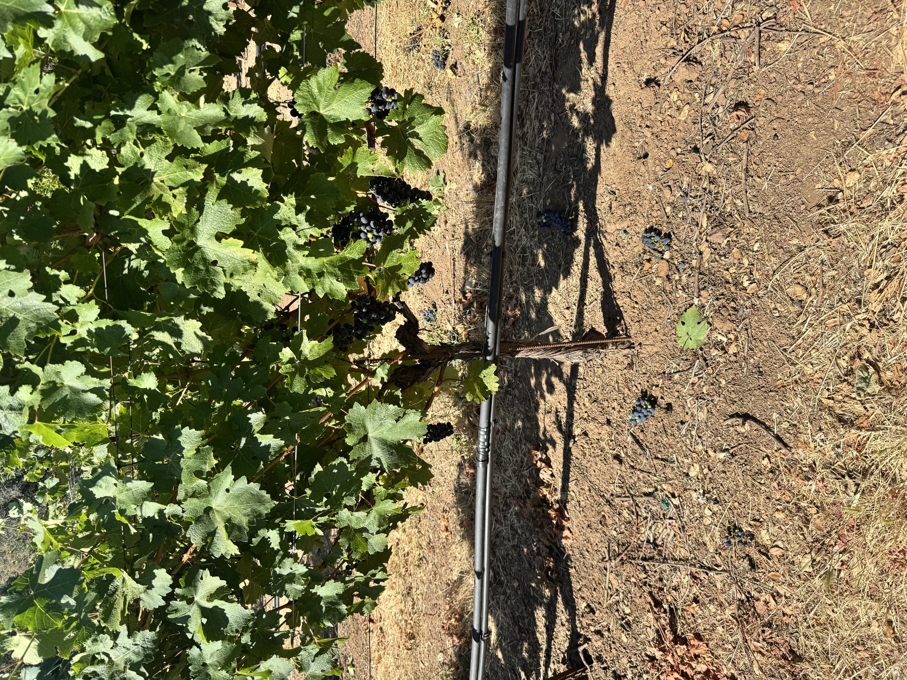 A vine with dark clusters ready for harvest