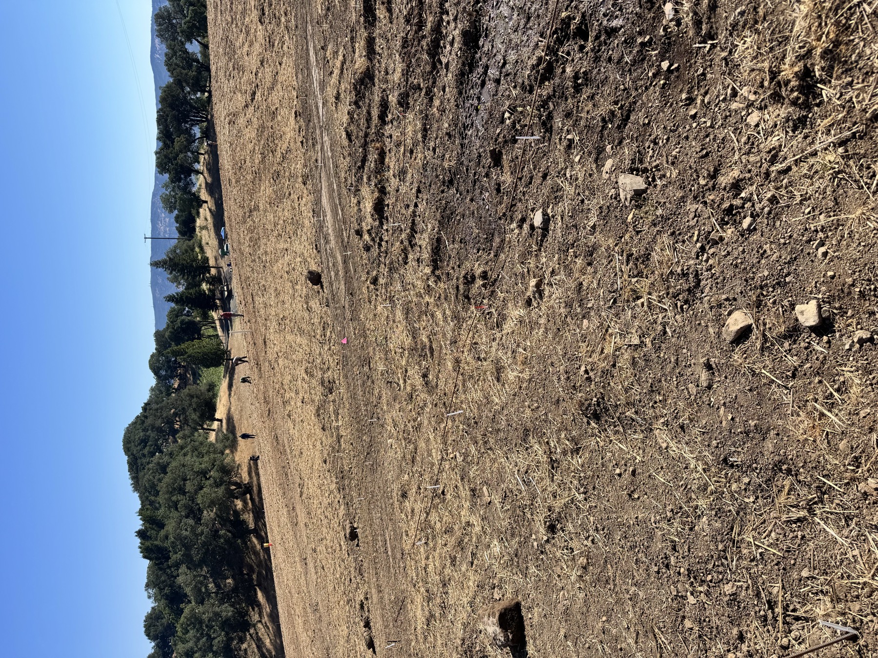 Freshly cleared and prepared ground for a new vineyard