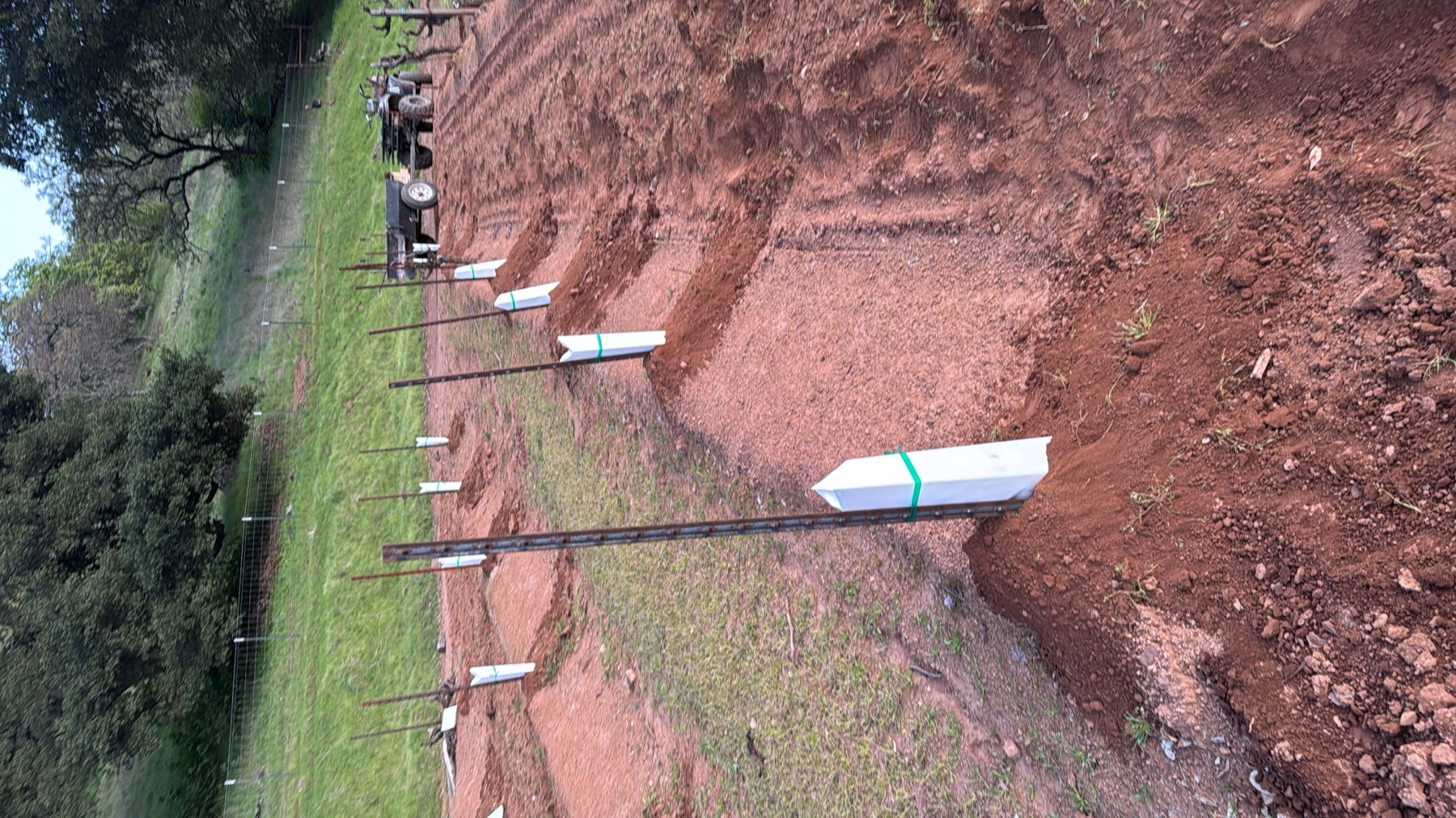 Trellis posts and grow tubes installed in fresh rows