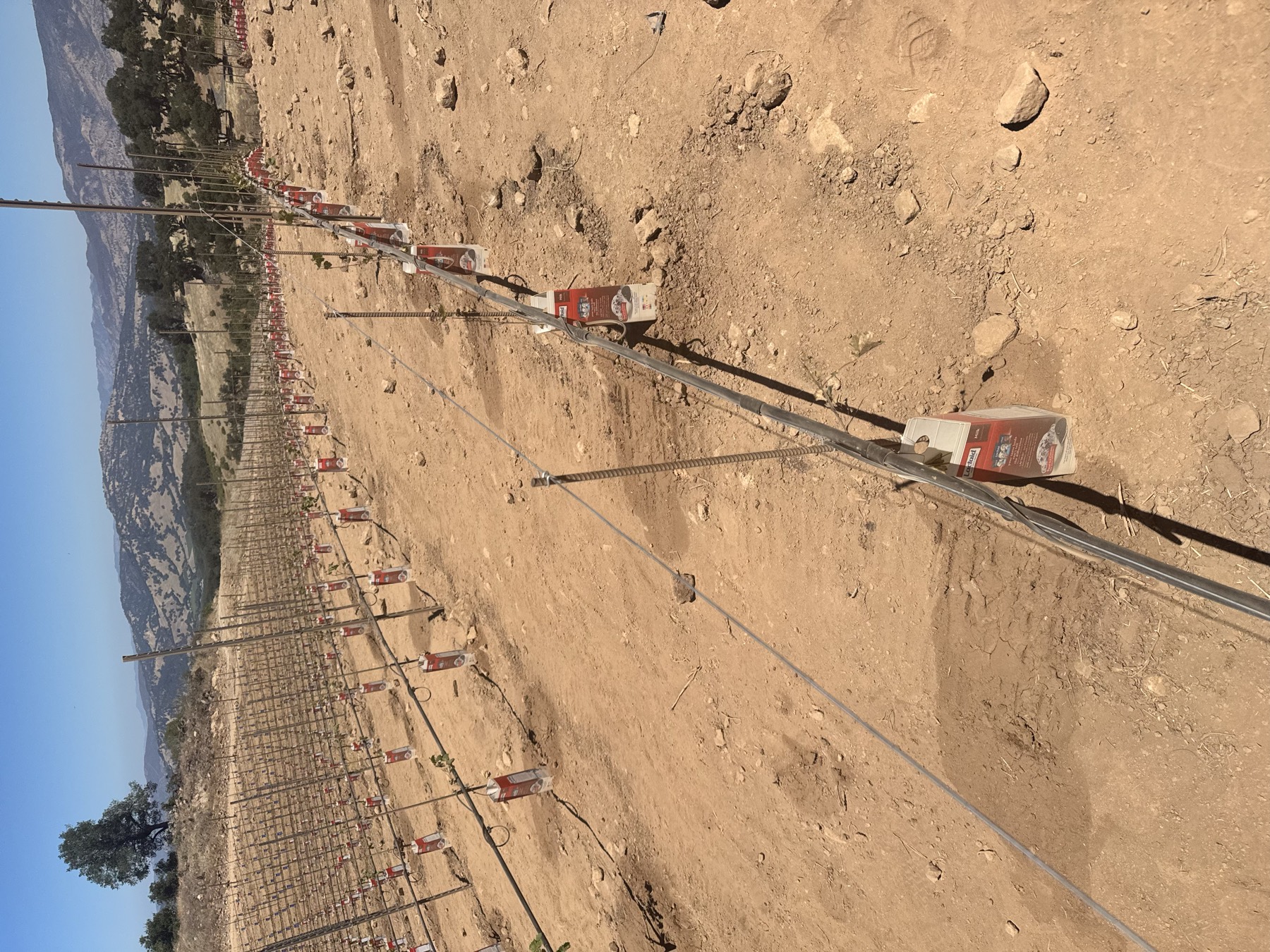 A new vineyard being laid out and trellised on a Napa hillside