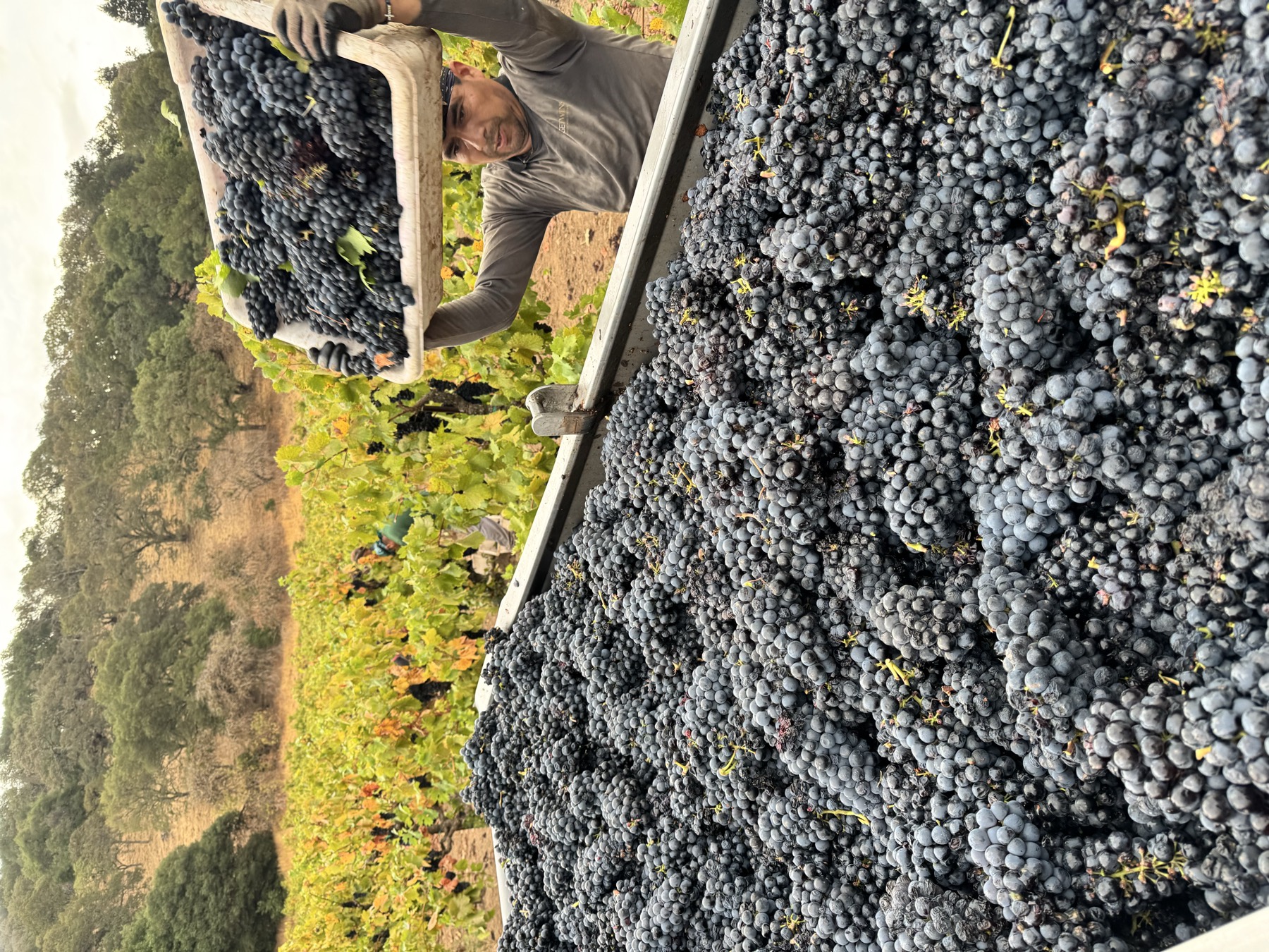 Harvested wine grapes being loaded at a Napa vineyard